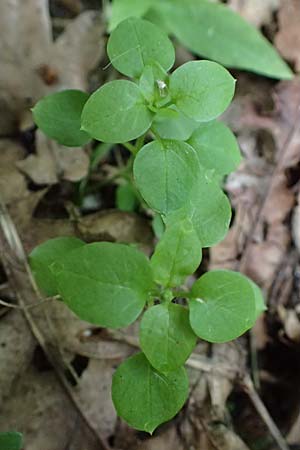 Stellaria media \ Vogelmiere / Common Chickweed, A Zwaring 13.5.2025