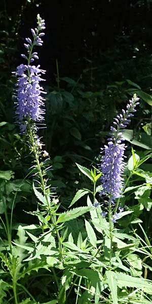 Veronica maritima \ Strand-Blauweiderich, Strand-Ehrenpreis / Coastal Speedwell, A Pyhra 12.8.2025