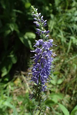 Veronica maritima \ Strand-Blauweiderich, Strand-Ehrenpreis / Coastal Speedwell, A Pyhra 12.8.2025