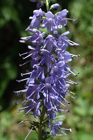 Veronica maritima \ Strand-Blauweiderich, Strand-Ehrenpreis / Coastal Speedwell, A Pyhra 12.8.2025