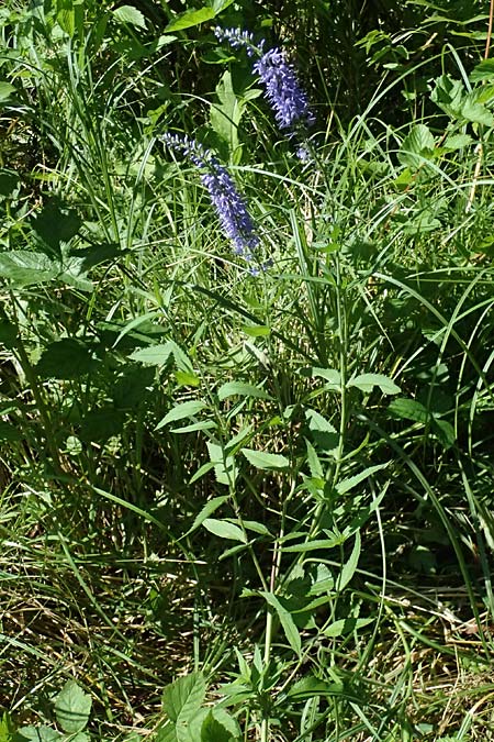 Veronica maritima \ Strand-Blauweiderich, Strand-Ehrenpreis / Coastal Speedwell, A Pyhra 12.8.2025