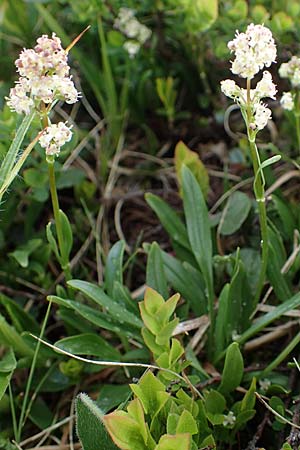 Valeriana celtica subsp. norica \ Norischer Speik, Norischer Baldrian / Alpine Valerian, Valerian Spikenard, A W&ouml;lzer Tauern, Kleiner Zinken 26.6.2021