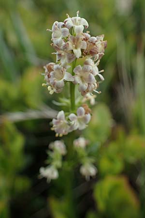 Valeriana celtica subsp. norica \ Norischer Speik, Norischer Baldrian / Alpine Valerian, Valerian Spikenard, A W&ouml;lzer Tauern, Kleiner Zinken 26.6.2021