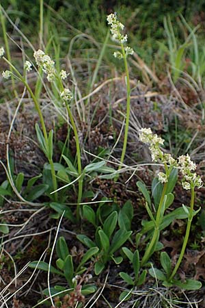 Valeriana celtica subsp. norica \ Norischer Speik, Norischer Baldrian / Alpine Valerian, Valerian Spikenard, A W&ouml;lzer Tauern, Kleiner Zinken 26.6.2021