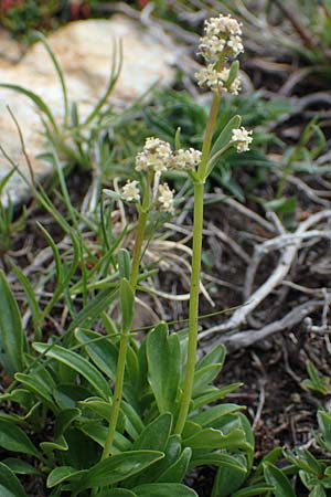 Valeriana celtica subsp. norica \ Norischer Speik, Norischer Baldrian / Alpine Valerian, Valerian Spikenard, A W&ouml;lzer Tauern, Kleiner Zinken 26.6.2021