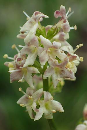 Valeriana celtica subsp. norica \ Norischer Speik, Norischer Baldrian / Alpine Valerian, Valerian Spikenard, A W&ouml;lzer Tauern, Kleiner Zinken 26.6.2021