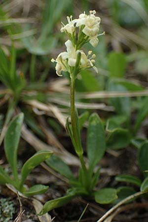 Valeriana celtica subsp. norica \ Norischer Speik, Norischer Baldrian / Alpine Valerian, Valerian Spikenard, A Seckauer Tauern, Brandst&auml;tter T&ouml;rl 1.7.2021