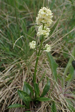 Valeriana celtica subsp. norica \ Norischer Speik, Norischer Baldrian / Alpine Valerian, Valerian Spikenard, A Seckauer Tauern, Brandst&auml;tter T&ouml;rl 1.7.2021
