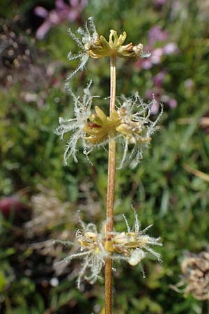 Valeriana celtica subsp. norica \ Norischer Speik, Norischer Baldrian / Alpine Valerian, Valerian Spikenard, A W&ouml;lzer Tauern, Kleiner Zinken 24.7.2021
