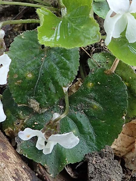 Viola alba subsp. scotophylla \ Lilasporniges Wei-Veilchen / Dark-Leaved White Violet, A Wien Höhenstraße 2.4.2023