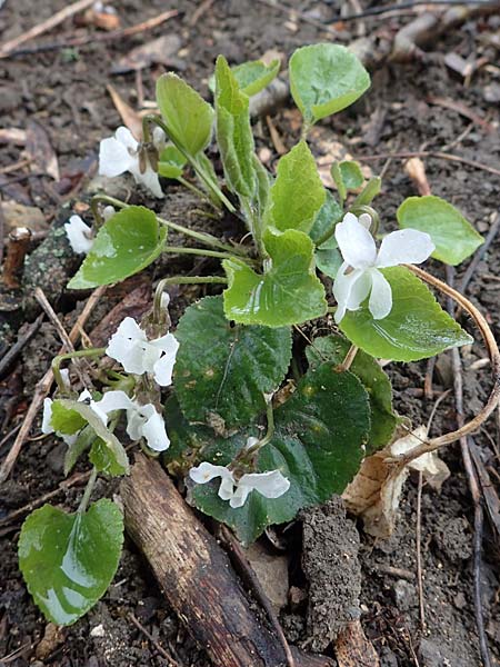 Viola alba subsp. scotophylla \ Lilasporniges Wei-Veilchen / Dark-Leaved White Violet, A Wien Höhenstraße 2.4.2023