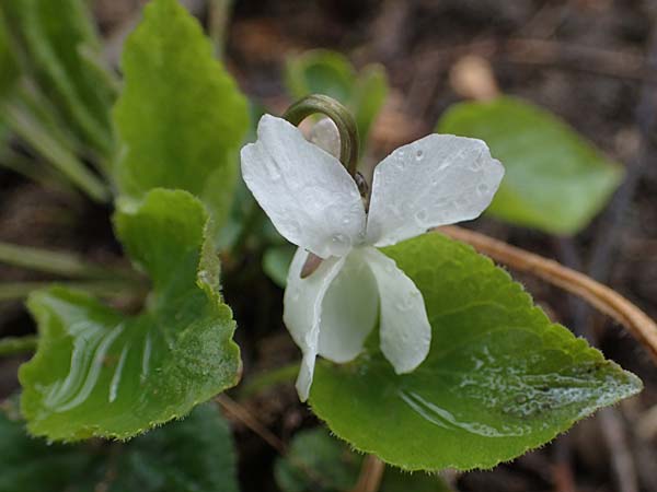 Viola alba subsp. scotophylla \ Lilasporniges Wei-Veilchen / Dark-Leaved White Violet, A Wien Höhenstraße 2.4.2023