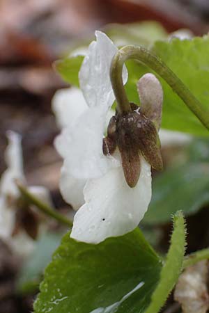 Viola alba subsp. scotophylla \ Lilasporniges Wei-Veilchen / Dark-Leaved White Violet, A Wien Höhenstraße 2.4.2023