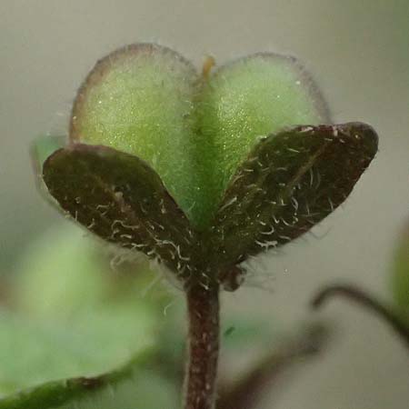 Veronica opaca \ Glanzloser Ehrenpreis / Broadsepal Speedwell, A Bad Leonfelden 12.8.2024