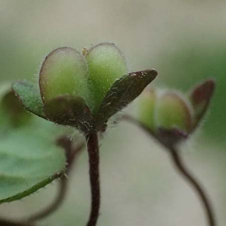 Veronica opaca \ Glanzloser Ehrenpreis / Broadsepal Speedwell, A Bad Leonfelden 12.8.2024