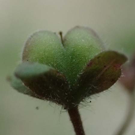 Veronica opaca \ Glanzloser Ehrenpreis / Broadsepal Speedwell, A Bad Leonfelden 12.8.2024
