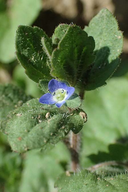 Veronica opaca \ Glanzloser Ehrenpreis / Broadsepal Speedwell, A Hirschbach im Mühlkreis 13.8.2024