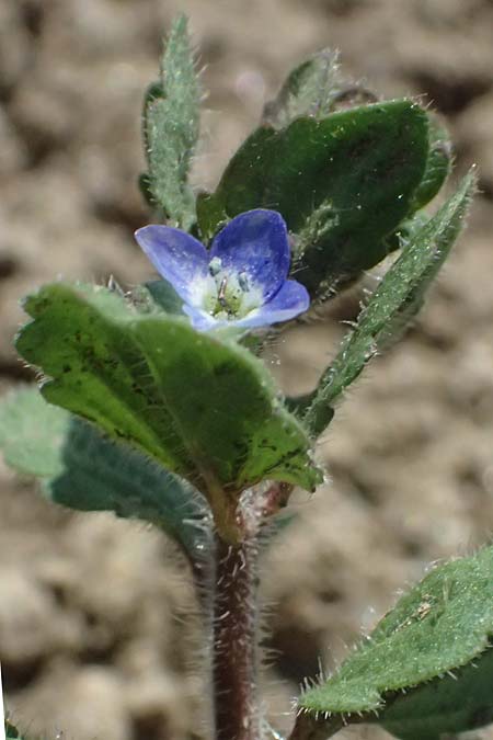 Veronica opaca \ Glanzloser Ehrenpreis / Broadsepal Speedwell, A Hirschbach im Mühlkreis 13.8.2024