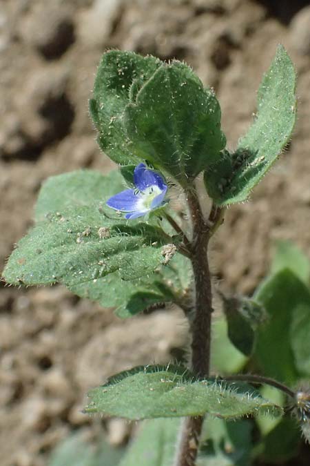Veronica opaca \ Glanzloser Ehrenpreis / Broadsepal Speedwell, A Hirschbach im Mühlkreis 13.8.2024