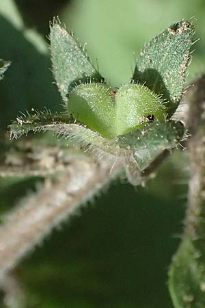 Veronica opaca \ Glanzloser Ehrenpreis / Broadsepal Speedwell, A Hirschbach im Mühlkreis 13.8.2024