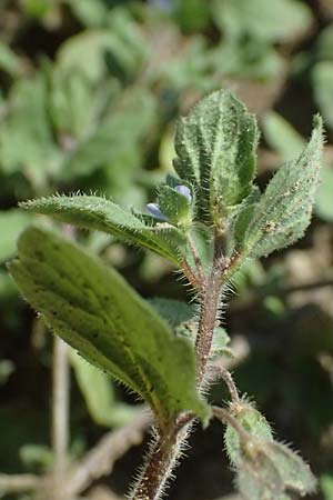 Veronica opaca \ Glanzloser Ehrenpreis / Broadsepal Speedwell, A Hirschbach im Mühlkreis 13.8.2024
