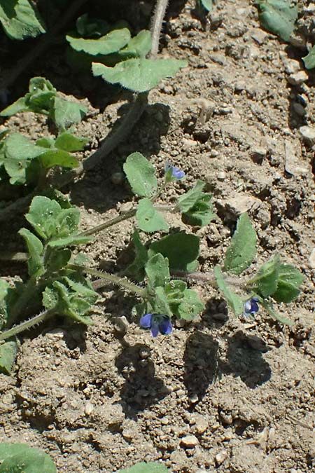 Veronica opaca \ Glanzloser Ehrenpreis / Broadsepal Speedwell, A Hirschbach im Mühlkreis 13.8.2024