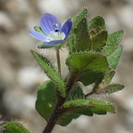 Veronica opaca \ Glanzloser Ehrenpreis / Broadsepal Speedwell, A Bad Leonfelden 13.8.2024