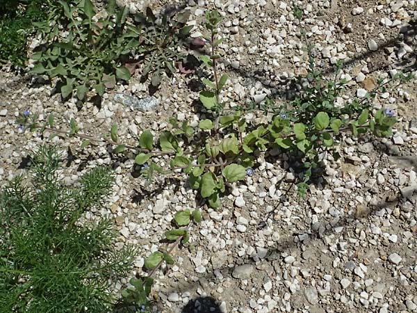 Veronica opaca \ Glanzloser Ehrenpreis / Broadsepal Speedwell, A Bad Leonfelden 13.8.2024