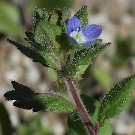 Veronica opaca \ Glanzloser Ehrenpreis / Broadsepal Speedwell, A Bad Leonfelden 13.8.2024