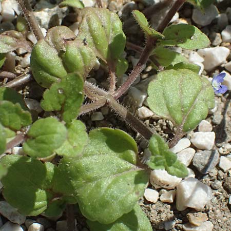 Veronica opaca \ Glanzloser Ehrenpreis / Broadsepal Speedwell, A Bad Leonfelden 13.8.2024