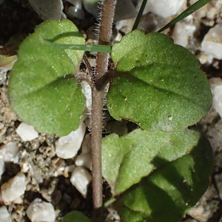 Veronica opaca \ Glanzloser Ehrenpreis / Broadsepal Speedwell, A Bad Leonfelden 13.8.2024