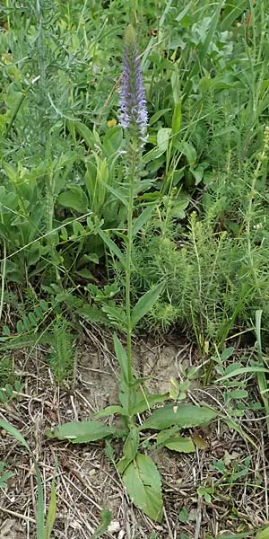 Veronica orchidea \ Orchideen-Ehrenpreis / Orchid Speedwell, A Poysdorf 12.6.2026