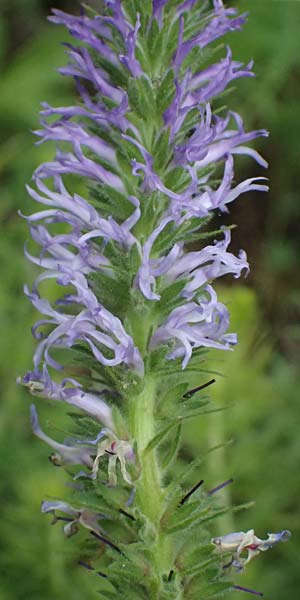 Veronica orchidea \ Orchideen-Ehrenpreis / Orchid Speedwell, A Poysdorf 12.6.2026