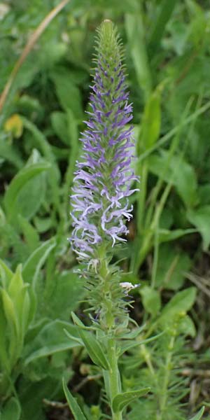 Veronica orchidea \ Orchideen-Ehrenpreis / Orchid Speedwell, A Poysdorf 12.6.2026