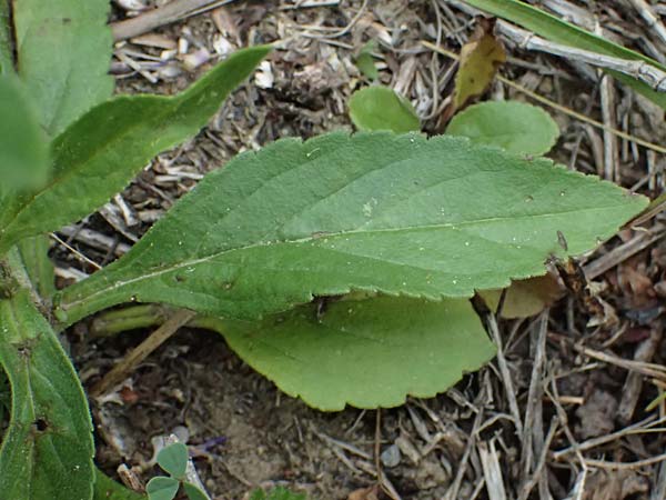 Veronica orchidea \ Orchideen-Ehrenpreis / Orchid Speedwell, A Poysdorf 12.6.2026