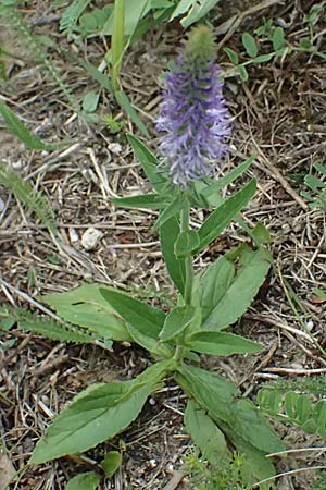 Veronica orchidea \ Orchideen-Ehrenpreis / Orchid Speedwell, A Poysdorf 12.6.2026
