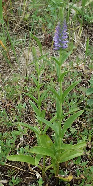 Veronica orchidea \ Orchideen-Ehrenpreis / Orchid Speedwell, A Poysdorf 12.6.2026