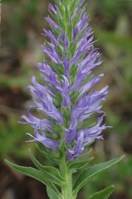 Veronica orchidea \ Orchideen-Ehrenpreis / Orchid Speedwell, A Poysdorf 12.6.2026