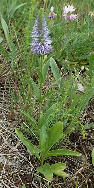 Veronica orchidea \ Orchideen-Ehrenpreis / Orchid Speedwell, A Poysdorf 12.6.2026