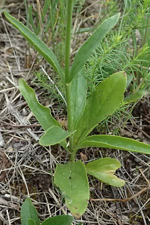 Veronica orchidea \ Orchideen-Ehrenpreis / Orchid Speedwell, A Poysdorf 12.6.2026