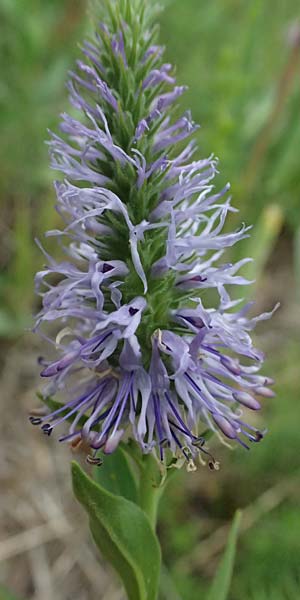 Veronica orchidea \ Orchideen-Ehrenpreis / Orchid Speedwell, A Poysdorf 12.6.2026