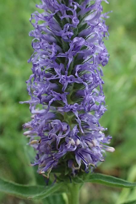 Veronica orchidea \ Orchideen-Ehrenpreis / Orchid Speedwell, A Poysdorf 12.6.2026