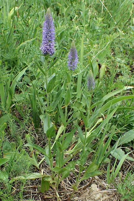 Veronica orchidea \ Orchideen-Ehrenpreis / Orchid Speedwell, A Poysdorf 12.6.2026