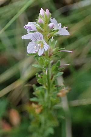 Veronica officinalis \ Echter Ehrenpreis, Wald-Ehrenpreis / Heath Speedwell, A Knittelfeld 17.8.2026