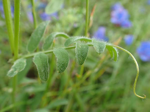 Vicia pannonica subsp. pannonica \ Ungarische Wicke / Hungarian Vetch, A Ternitz 2.7.2020