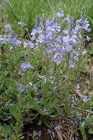Veronica austriaca \ sterreicher Ehrenpreis / Austrian Speedwell, A Perchtoldsdorf 7.5.2022