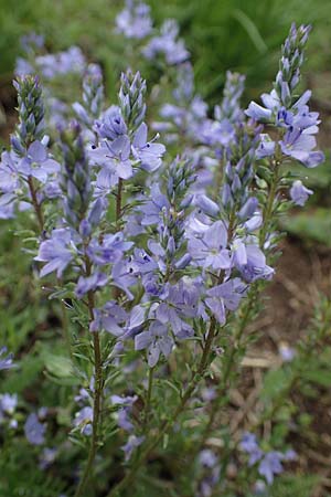 Veronica austriaca \ sterreicher Ehrenpreis / Austrian Speedwell, A Perchtoldsdorf 7.5.2022