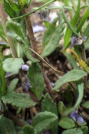 Veronica austriaca \ sterreicher Ehrenpreis / Austrian Speedwell, A Perchtoldsdorf 7.5.2022