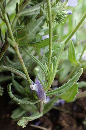 Veronica austriaca \ sterreicher Ehrenpreis / Austrian Speedwell, A Perchtoldsdorf 7.5.2022