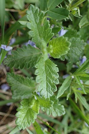 Veronica austriaca \ sterreicher Ehrenpreis / Austrian Speedwell, A Perchtoldsdorf 7.5.2022